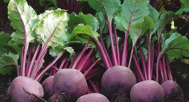 Popis nejlepších odrůd řepy, jak sbírat semena